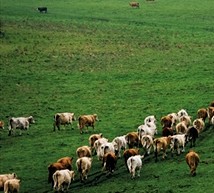 Read more about the article Six Reasons That Cattle Ranch Management Is a Necessity