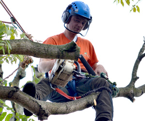 Read more about the article How to Save Your Tree Using Tree Surgery