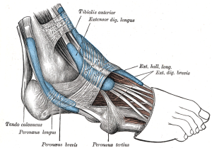 Read more about the article Sprained Ankles: How to take care of the injuries