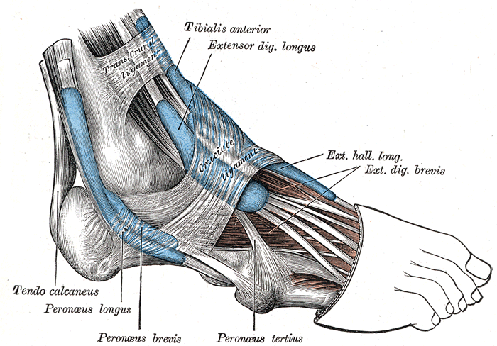 You are currently viewing Sprained Ankles: How to take care of the injuries