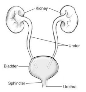 Read more about the article Kidneys and Urinary System – What You Should Know