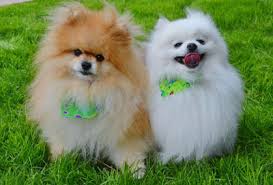 Read more about the article Benefits of Getting Your Dog Groomed