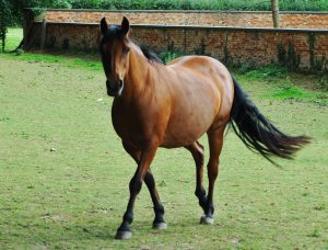 Read more about the article So, You Want To Buy A Horse. But Do You Know How Much It Costs?