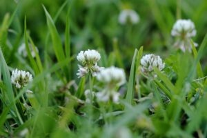 Read more about the article Grass Grumbles? 5 Benefits of a Clover Lawn