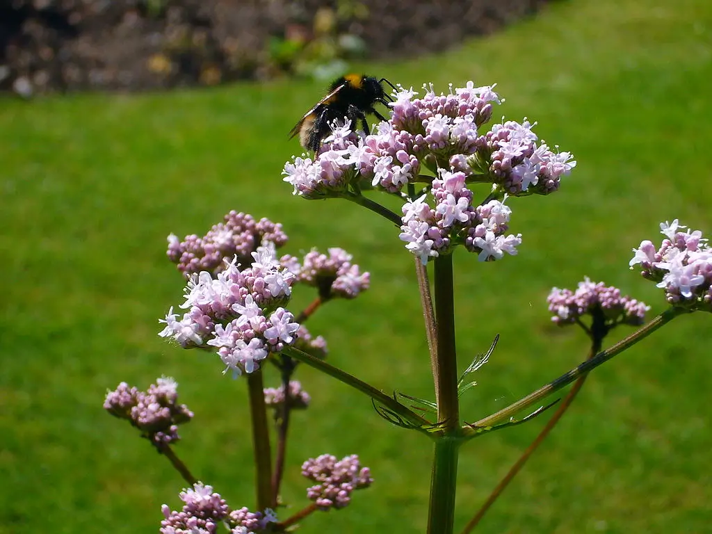 You are currently viewing Herbs To Plant That Are Beneficial for Your Health