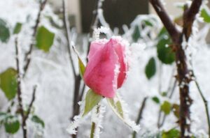 Read more about the article Tips to Care your Garden in winter