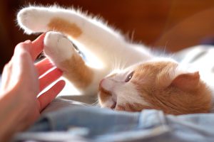 Read more about the article Adopting a Cat? Here are Some Tips and Tricks