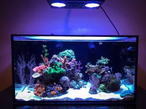 Read more about the article Corals For Sale: It’s Easy To Buy Them, But Do You Know How To Take Care Of Them?