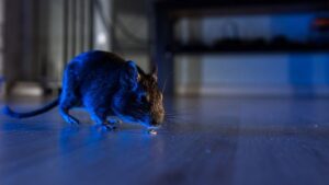 Read more about the article Smart Ways to Clean Up After Rodent Infestation