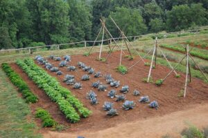 Read more about the article What Should Every Gardener Have for Vegetable Garden?