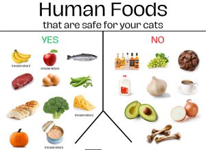 Read more about the article 7 Human Foods That Cats Can Eat
