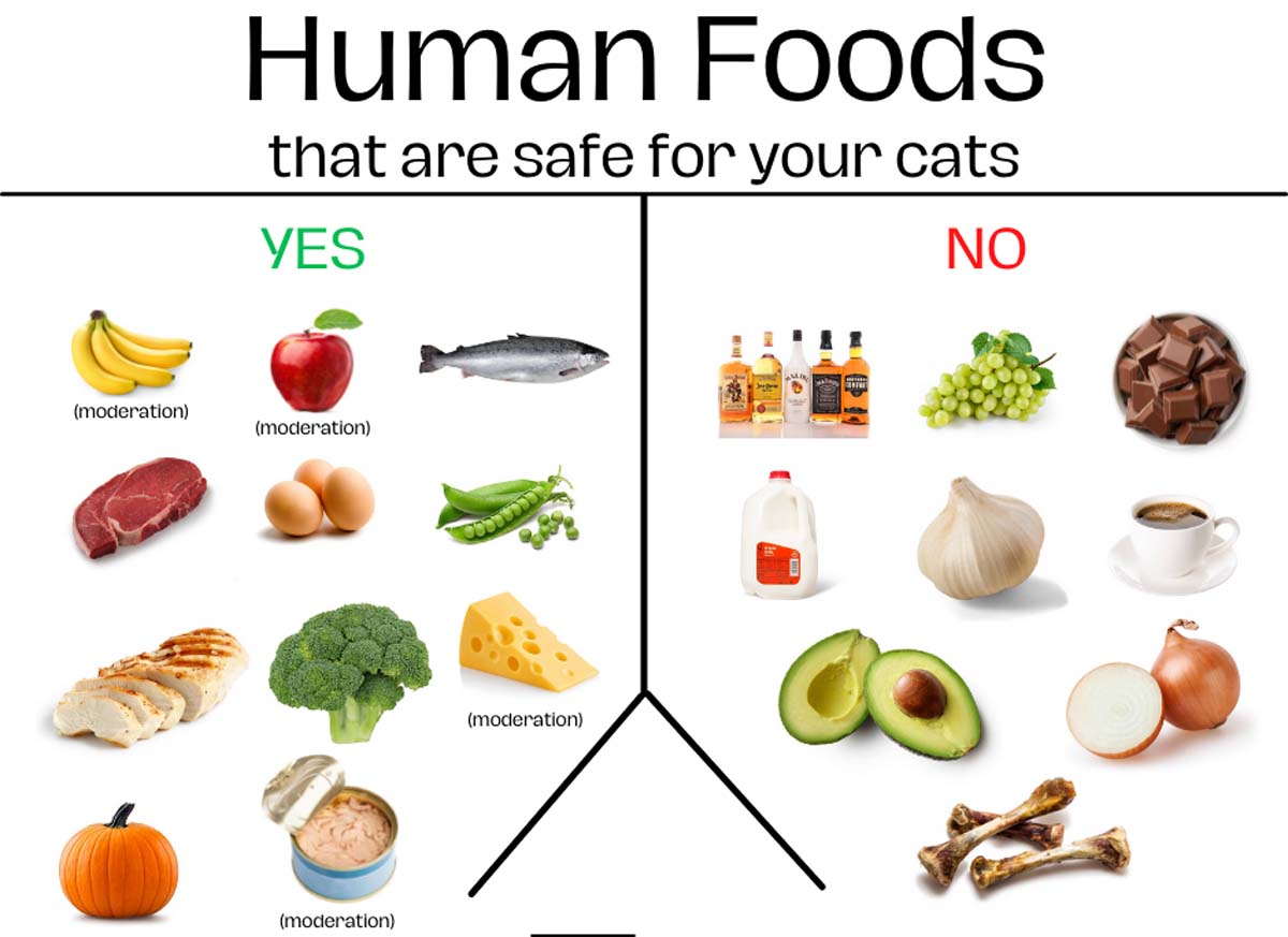 You are currently viewing 7 Human Foods That Cats Can Eat