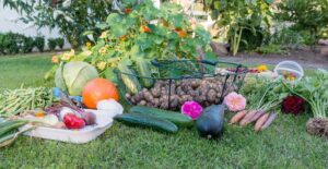 Read more about the article 5 Extraordinary Health Benefits of Fruit and Vegetable Gardening