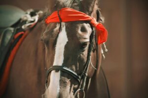 Read more about the article Understanding the Basics of Dressage Saddles: A Comprehensive Guide