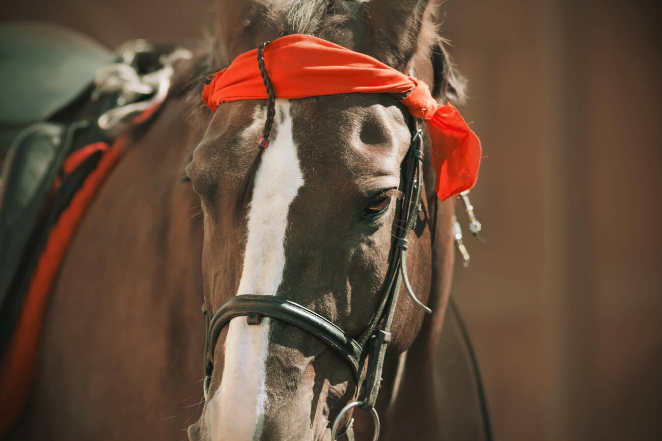 You are currently viewing Understanding the Basics of Dressage Saddles: A Comprehensive Guide