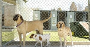 Read more about the article Top Quality Traits of Exceptional Dog Boarding Kennels