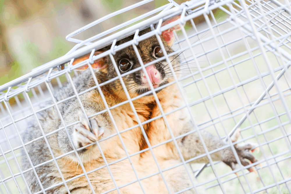 Possum Removal