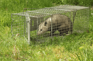 Read more about the article How to Choose the Best Methods for Safe Possum Removal